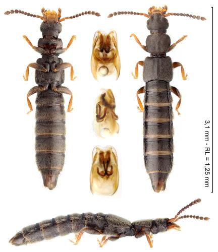 Carpelimus elongatulus